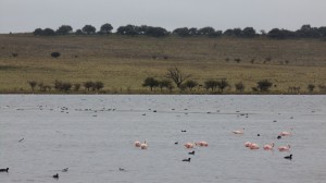 Guatrache - La Pampa    